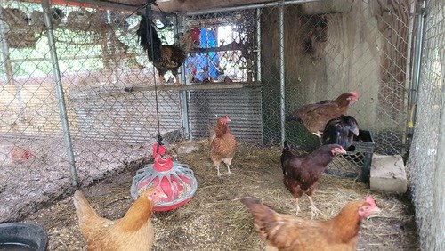 Laying hens and rooster 