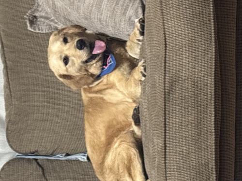 Golden Doodle