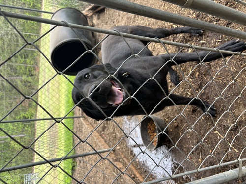 Male Black Lab