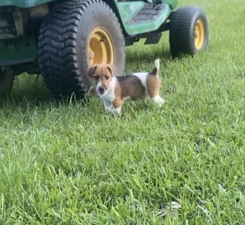 A Jack Russell Terrier Puppys!