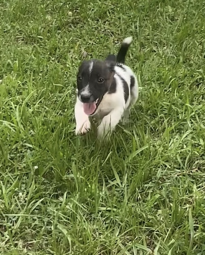 A Jack Russell Terrier Puppy!