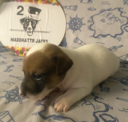Jack Russell Terrier Puppy’s!!!!!