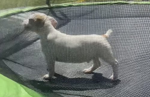 Jack Russell Terrier Puppys!