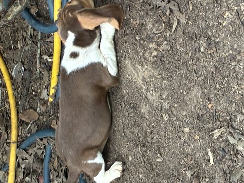 Akc registered beagles chocolate 11 weeks old beagle 
