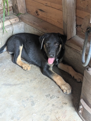 German Shepherd pups both males