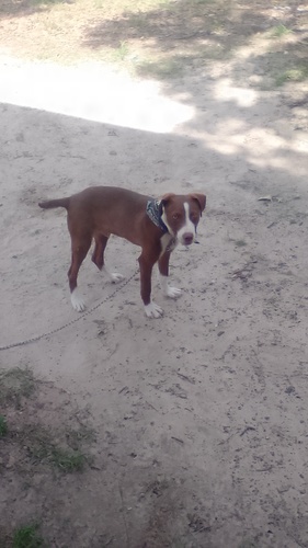 mountain cur redbone hound 