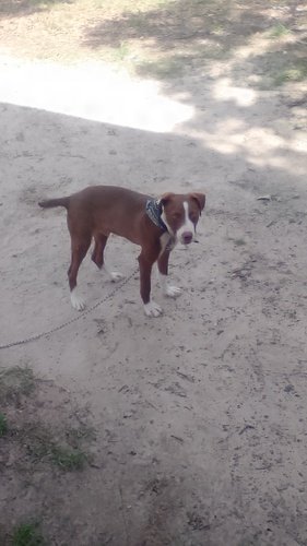 mountain cur redbone hound 