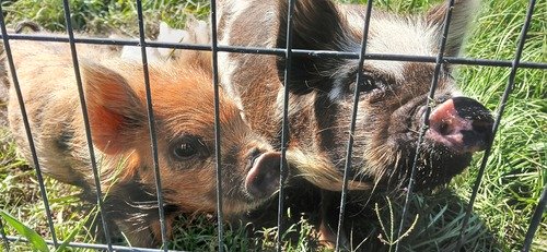 Kune Kune Piglets 