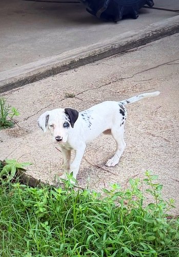 3/4 Catahoula 1/4 cane Corso female pup 