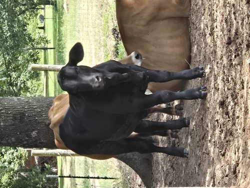 Heifer