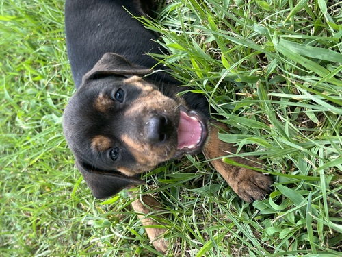 Registered Catahoula puppies 