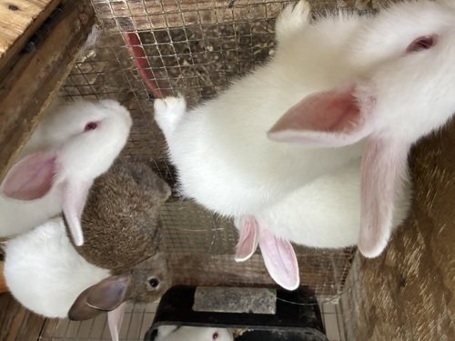 6 week old rabbits 