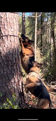 German Shepherds 