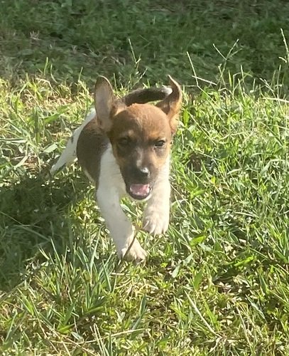 Jack Russell Terrier Puppys