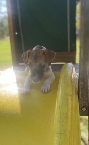 Jack Russell Terrier Puppys