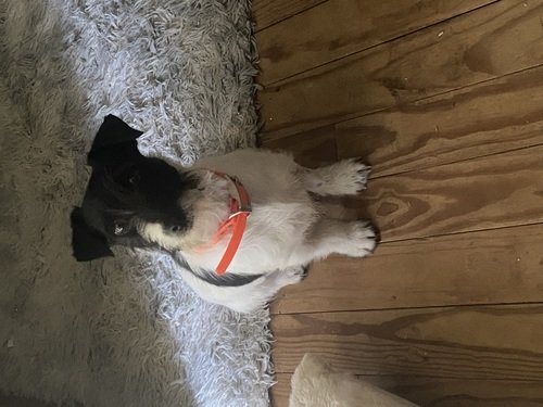 Jack Russell Terrier