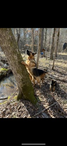 German Shepherd 