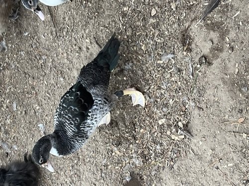 Juvenile MALE Muscovy 
