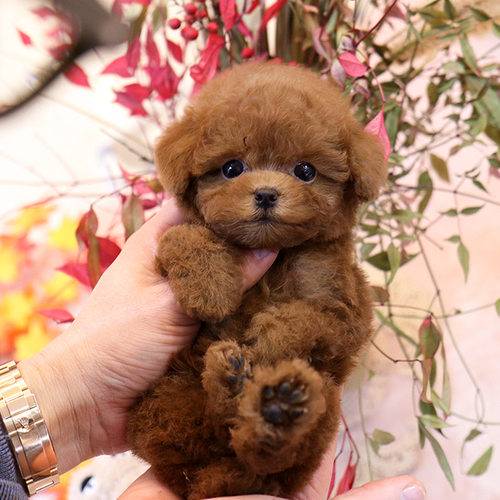 Micro cinnamon poodle for sale deals