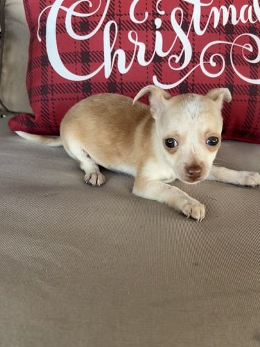 Chihuahua