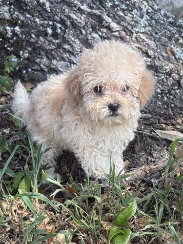 Shihpoos
