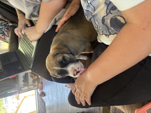 Free adorable pups!