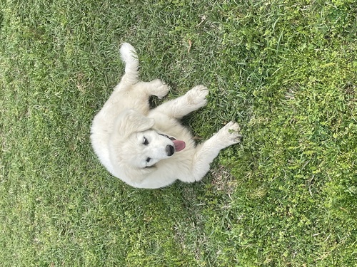 LGD Great Pyrenees 