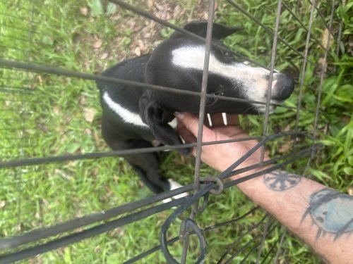 Free pups 