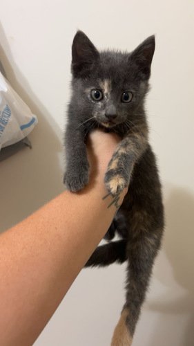 Kitten 
