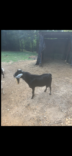Nubian goat - male 4 year old