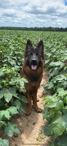 Akc German Shepherd 