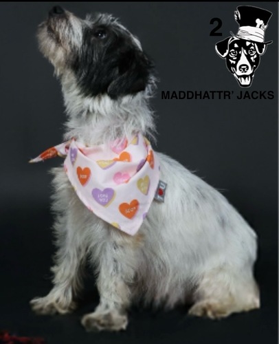 Heath tested parents! AKC Short legged Jack Russell Terriers! 