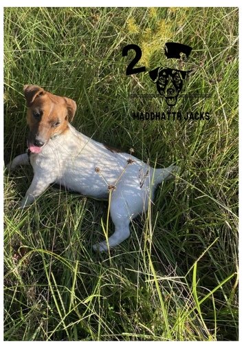 Heath tested parents! AKC Short legged Jack Russell Terriers! 