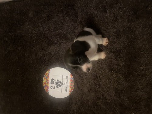 All Heath tested parents! AKC Jack Russell Terriers! 