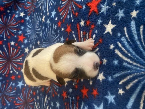 All Heath tested parents! AKC Jack Russell Terriers! 