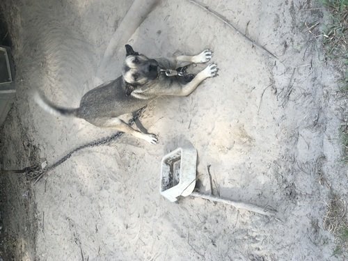 Chow and German shepherd 