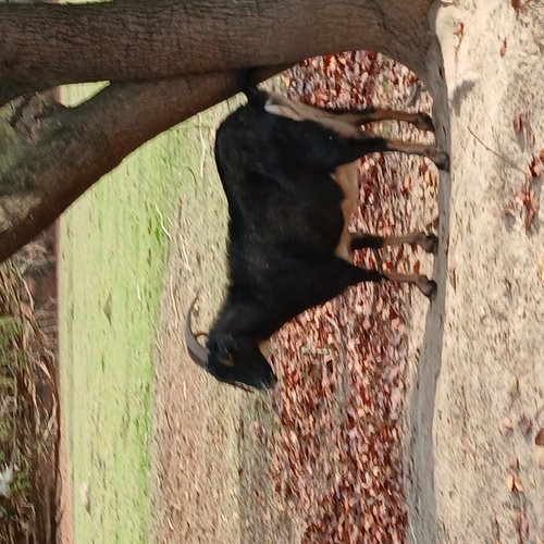 large type nannie goat