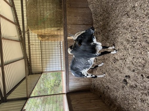 Miniature Zebu (Brahma Bull)