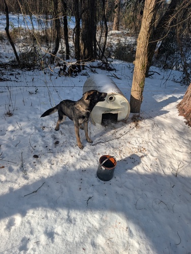 German Shepherd Female 
