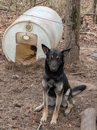 German Shepherd Female 