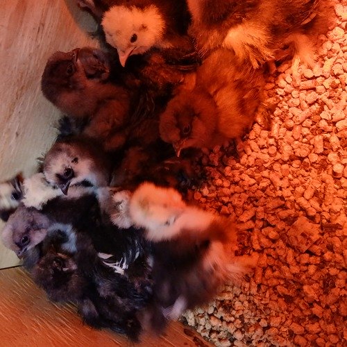 Silkie chicks 15 of them 