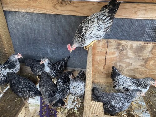 Wyandotte X Welsummer Pullets