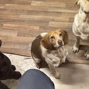 Black female lab and beagle 