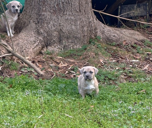 1/2 cane Corso 1/2 German Shepard 
