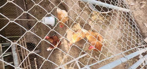 Laying hens