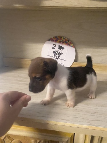 Jack Russell Terriers!!!! Short Legged!!!