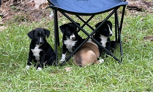 Feist+Border Collie Puppies