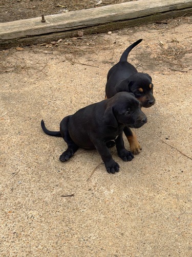 3/4 Catahoula 1/4 cane Corso pups Corso pups