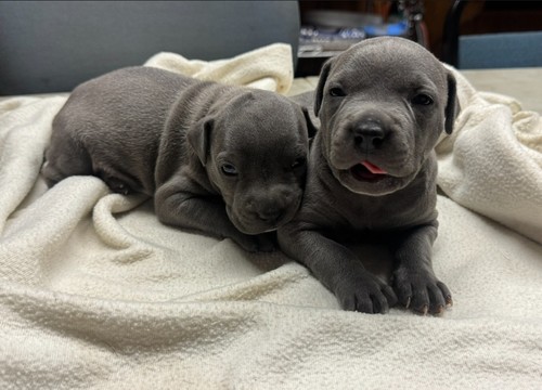 Pitbull Puppies 