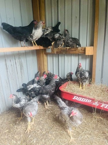 Chickens 